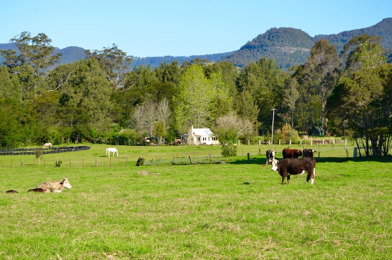 Australian dairy farm film location